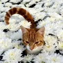 Cat2 cat2 Discord Emoji