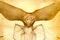 Asteromorph