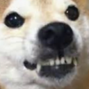 shiba_snarl Discord emoji
