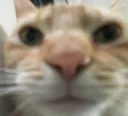 swagcat_wait swagcat_wait
