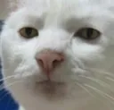 catbruh catbruh