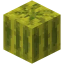 Melon