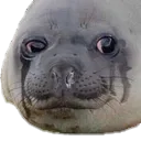 seal