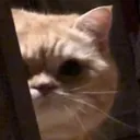 Cat Peek cat_peek Discord Emoji