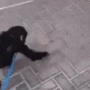 monkeyhug