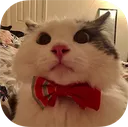 gq_the_cat Discord Emoji