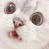 llcat