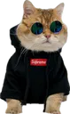 Cat_Chilling Cat_Chilling