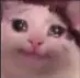 SadCat