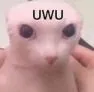 uwu