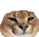 googas