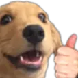 dogOkay