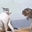 catfight Discord emoji