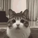 CatWatch