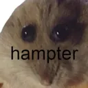 hampter