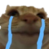 catcry Discord emoji