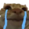 catcry catcry