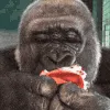 monke_civilized_eating