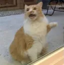 WAT