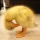 sadduckling_yabi