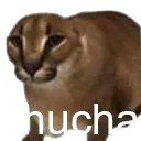 BD_catChucha