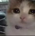 cat_kry