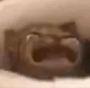 Animal_CatCry