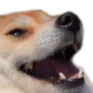 kekdog