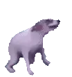 dogg