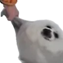 halp