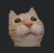 Catto catto Discord Emoji