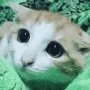 CC_CatEyes CC_CatEyes