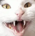 hyperrudie