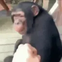 monke_fistbump