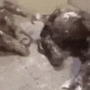 monke_loli_shower monke_loli_shower