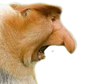 monke_screm
