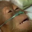 monke_sick monke_sick
