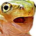 frogpogr Discord Emoji