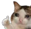 sadcat_thumbsup