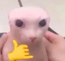 gatopelon