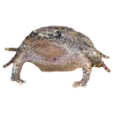 Frog2 frog2 Discord Emoji