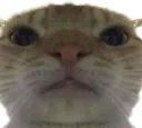 CatStare