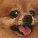 happydog happydog