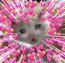 lovecat lovecat