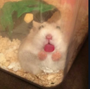 hampterr Discord emoji