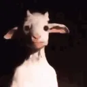 goat goat