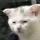 tiredcat