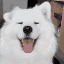 dog_ears Discord emoji