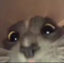 Cat_Eliqt