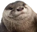 fatfuckingotter